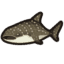 Animal Crossing Pesce Squalo balena